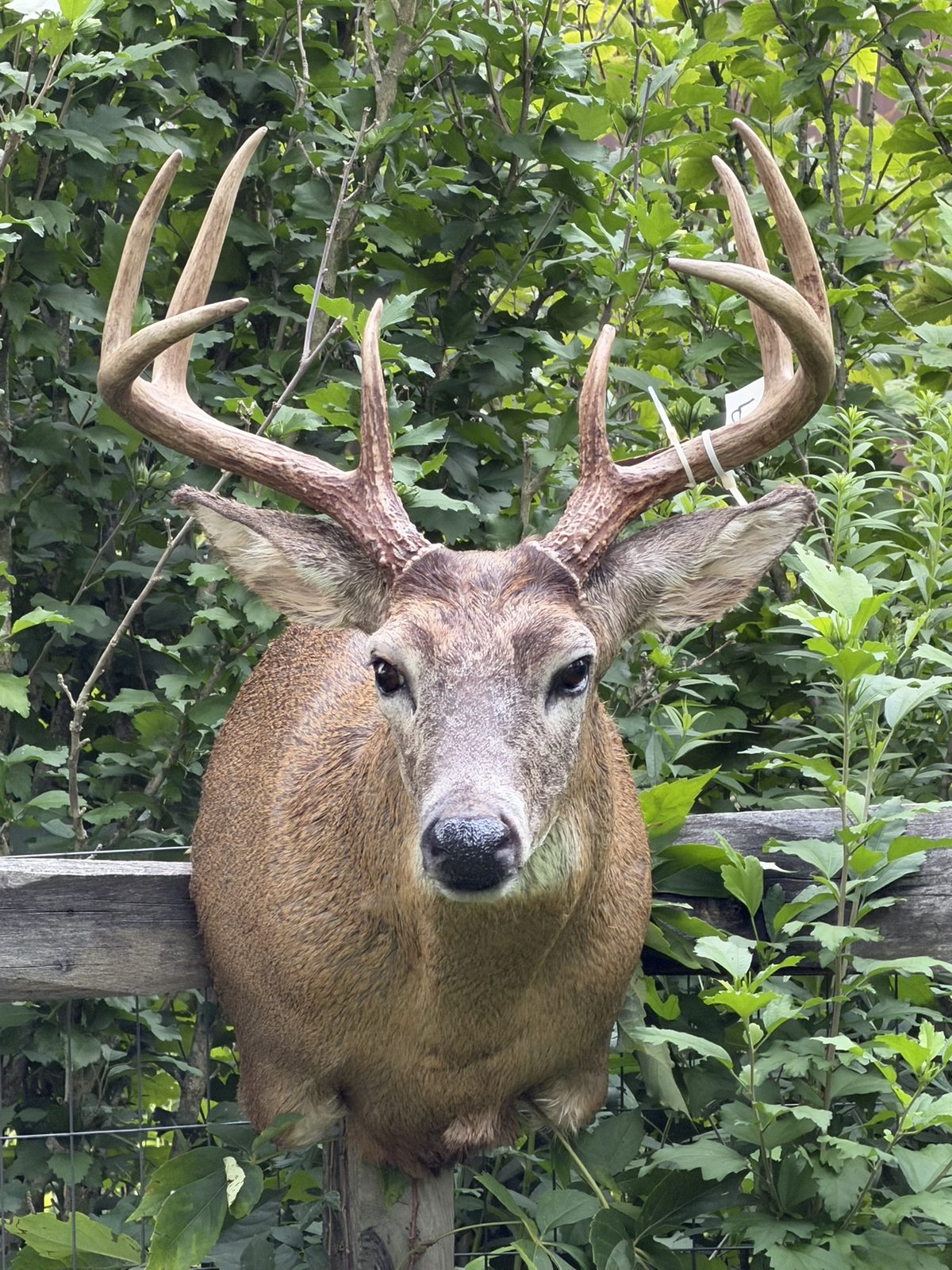 Heavy-racked whitetail shoulder mount front view by K-J Creations