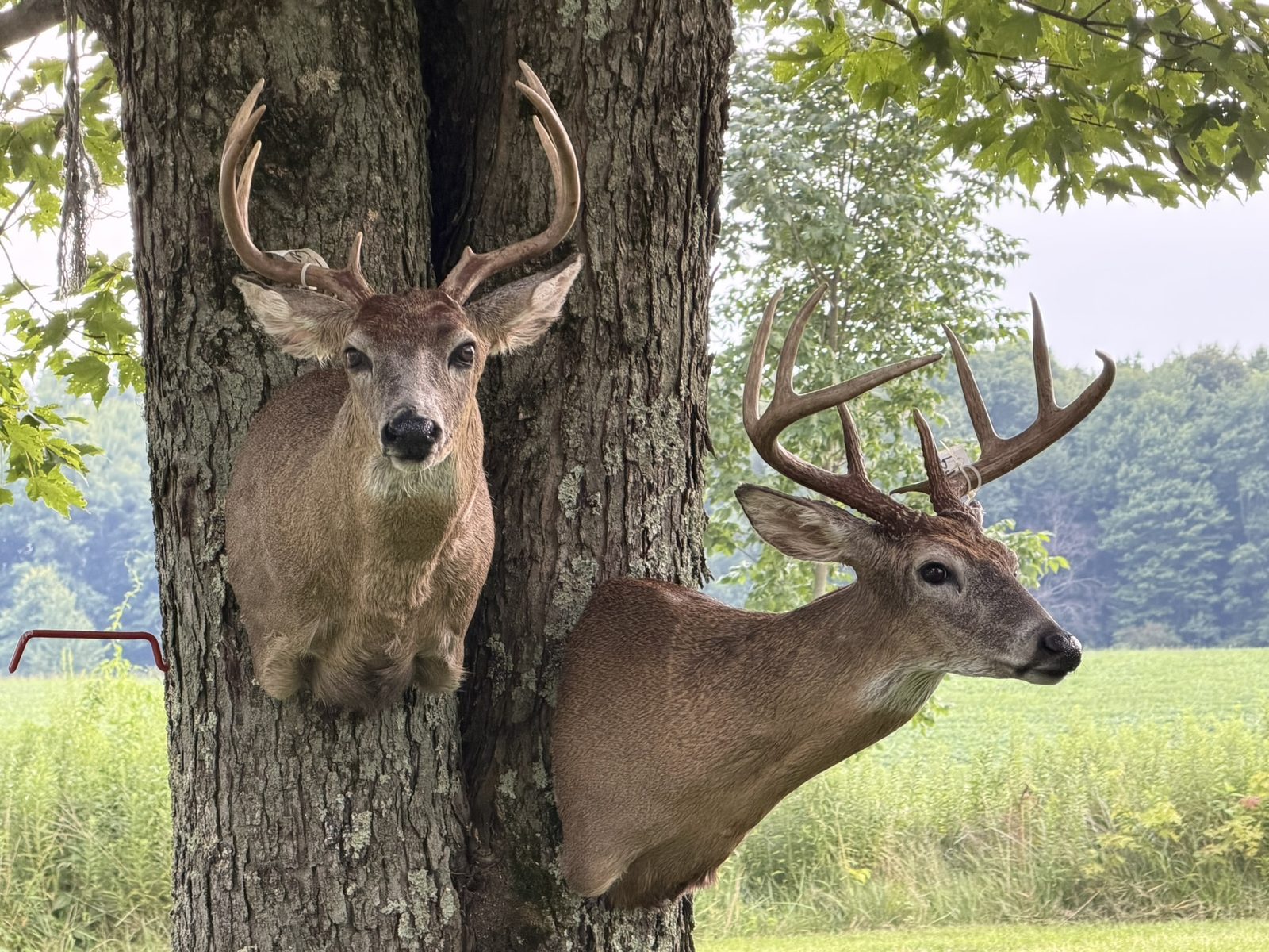 Pair of whitetail shoulder mounts displayed on a tree trunk by K-J Creations